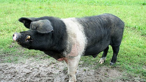 Leder von Hausschweinen wird als Porkleder bezeichnet, hier ein Angler Sattler Schwein.