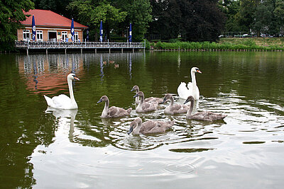 Schwäne am Lietzensee 