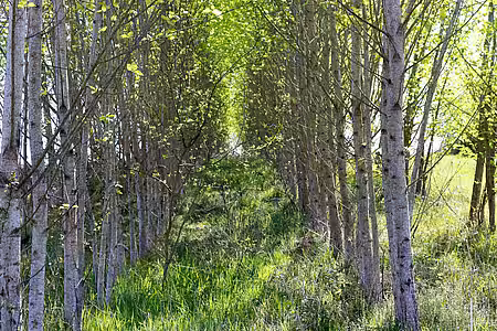 Kurzumtriebsplantage