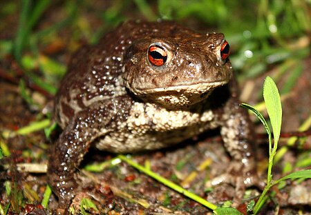 Erdkröte (Bufo bufo).