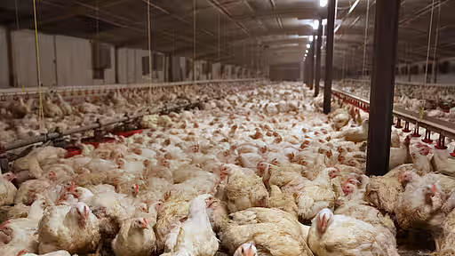 Zehntausende Hühner dicht gedrängt im Stall – hohe Bestandsdichten begünstigen die Ausbreitung von Krankheitserregern und erhöhen das Pandemie-Risiko