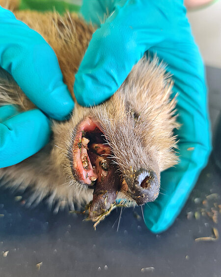 Ein Igel in Narkose mit einem offenen Maul wird untersucht.