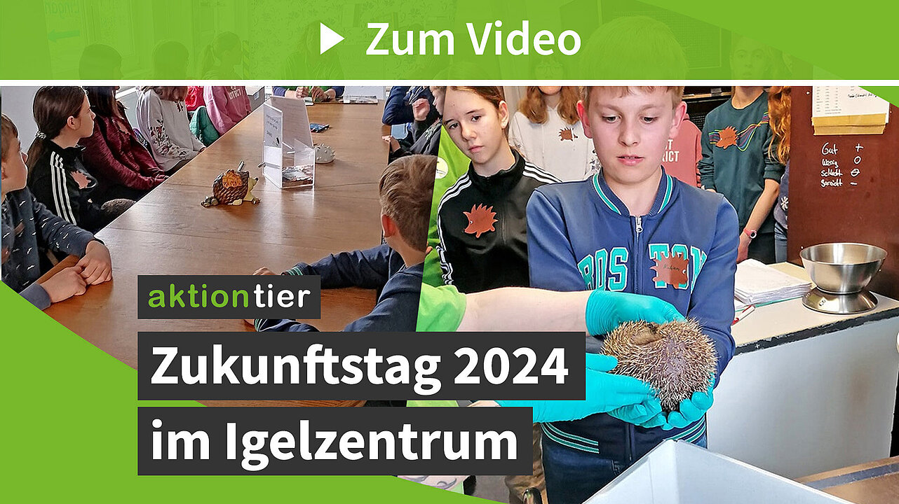 Zukunftstag im Igelzentrum 2024 