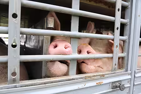 Tiertransporte – Tiere kurz vor der Schlachtung