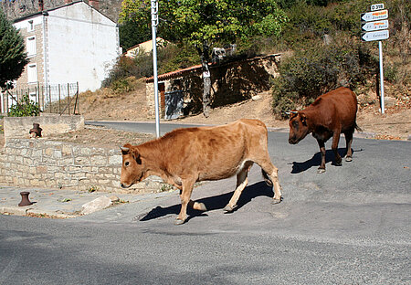 Rinder laufen auch in den Dörfern teilweise frei herum