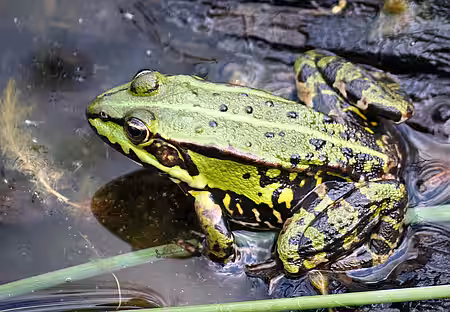 Teichfrosch Rana esculenta Teichfrosch Rana esculenta