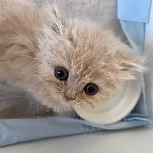 Der kleine Kater musste erst einmal unter Beobachtung bleiben.