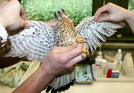 Turmfalke bei der tierärztlichen Untersuchung