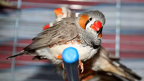 Von aktion tier e.V. gerettete Zebrafinken