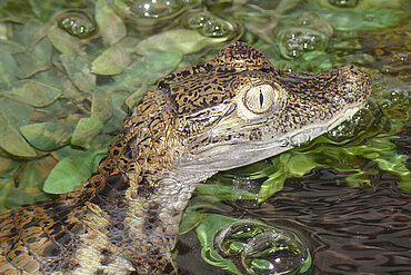 Brillenkaiman in der Wildtierstation 