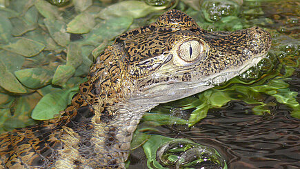 Brillenkaiman in der Wildtierstation 