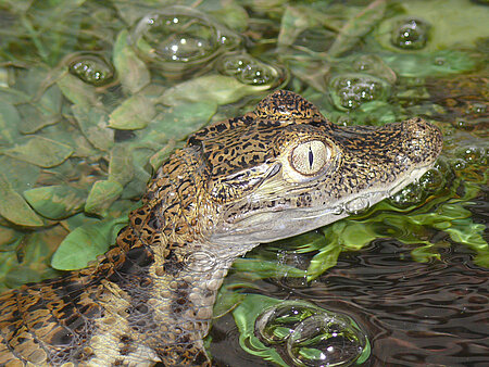 Brillenkaiman in der Wildtierstation 