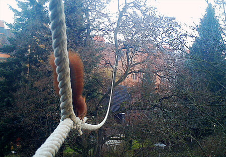 Eichhörnchen auf dem Seil 