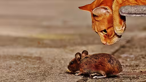 Jagt Ihre Katze oder Ihr Hund häufig Mäuse, dann sollten Sie Ihr Haustier regelmäßig entwurmen.