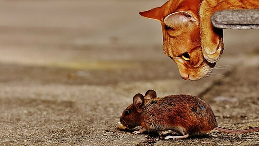 Jagt Ihre Katze oder Ihr Hund häufig Mäuse, dann sollten Sie Ihr Haustier regelmäßig entwurmen.