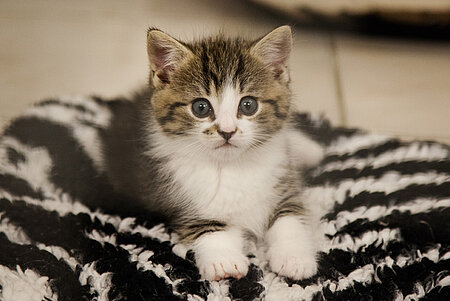 Katzenbaby in der Katzenstation