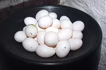 Effektive Geburtenkontrolle durch Eiertausch. 