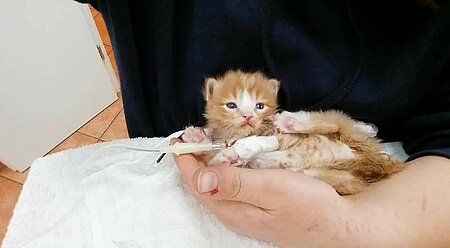 Katzenbaby