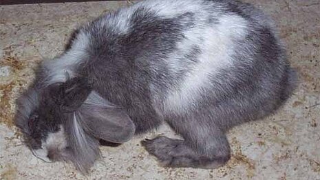 Ein an Encephalitozoonose erkranktes Kaninchen.