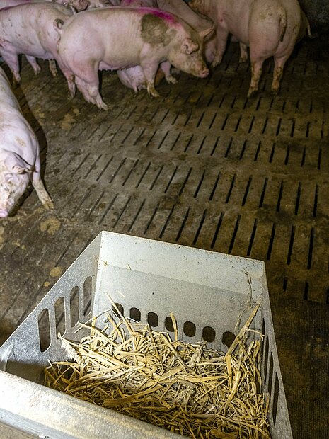 In „Tierwohl“-Ställen steht den Schweinen etwas Stroh zur Verfügung