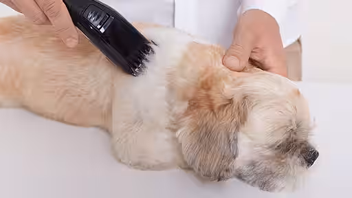 Pollen bleiben in kürzerem Fell nicht so gut hängen.