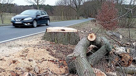 Gesunde Straßenbäume dürfen ohne triftigen Grund im Sommer nicht gefällt werden.