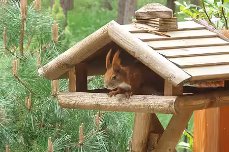 Zufütterung von Eichhörnchen mithilfe eines Futterhäuschens 