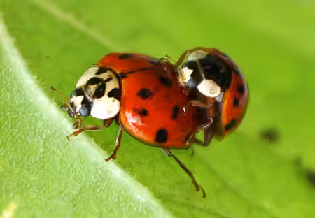 Marienkäfer und ihre Larven sind nützliche Blattlaus-Fresser 