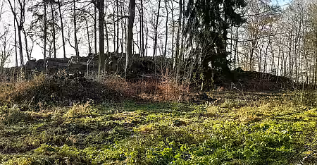 Wolf im Wildpark Hundshaupten