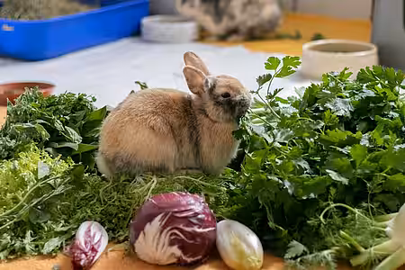Kaninchen im aktion tier Tierheim Zossen
