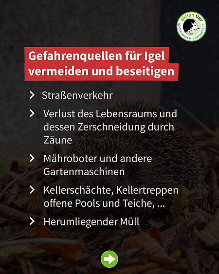 Gefahrenquellen für Igel vermeiden und beseitigen: Straßenverkehr, Verlust des Lebensraums und dessen Zerschneidung durch Zäune, Mähroboter und andere Gartenmaschinen, Kellerschächte, Kellertreppen, offene Pools und Teiche, Herumliegender Müll