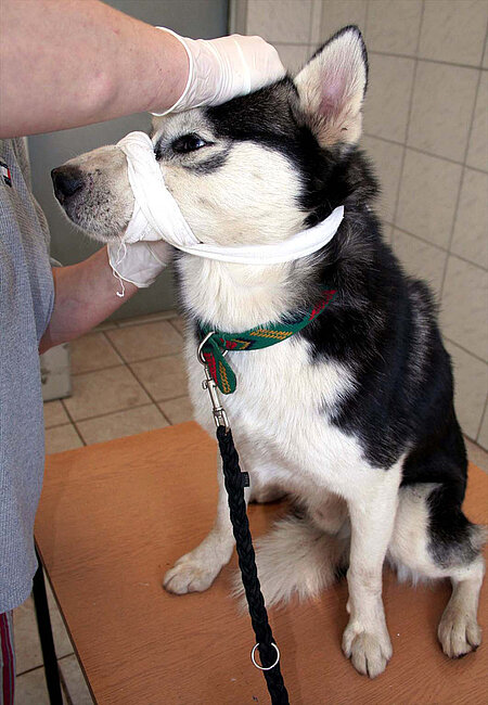 Hund beim Tierarzt