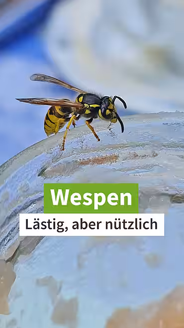 Wespen: Lästig, aber nützlich.