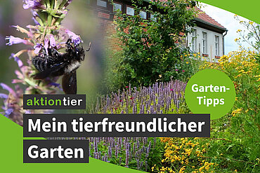 Titelbild: Mein tierfreundlicher Garten - aktion tier-Kampagne