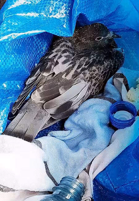 Verletzte Taube vor der Geschäftsstelle von aktion tier in Berlin.