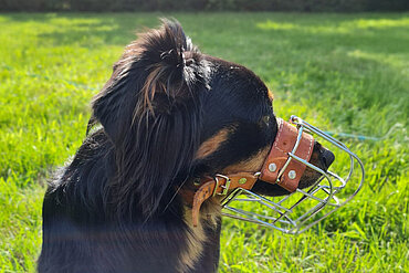Ein Hund mit einem Maulkorb auf einer Wiese.