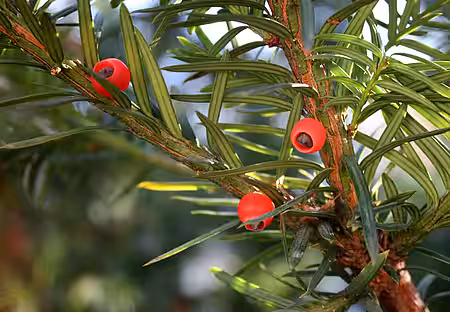 Gemeine Eibe (Taxus baccata)
