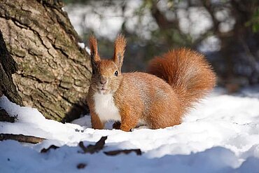 aktion tier – Menschen für Tiere e.V.: „Balkonfensterhörnchen“ Margret