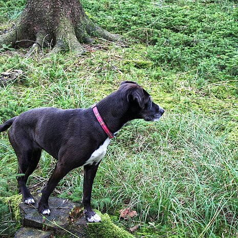 Hunde im Wald besser an die Leine nehmen. 