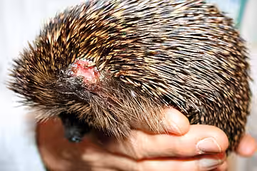 Durch Rasenmäher verletzter Igel Durch Rasenmäher verletzter Igel