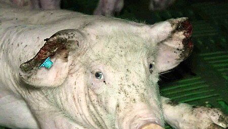 Kranke, verletzte und tote Tiere, leider ganz „normal“ in der Massentierhaltung.