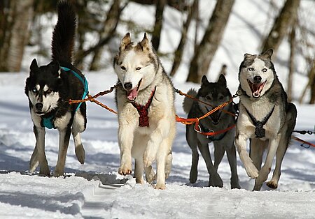 Huskys fühlen sich im Schnee besonders wohl. 