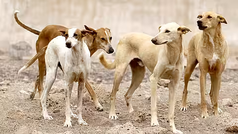 Viele ausgediente Jagdhunde konnten über die Jahre vermittelt werden. Viele ausgediente Jagdhunde konnten über die Jahre vermittelt werden.