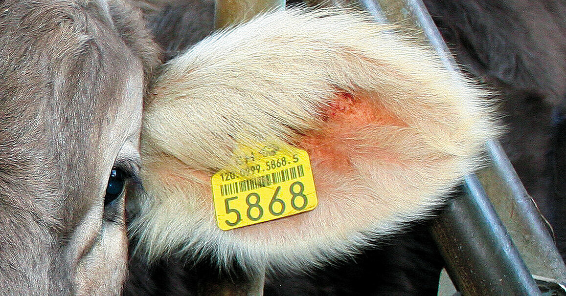 100 Sätze Kaninchen Ohrmarke nummeriert Ohrmarkierung Tieridentifikation Tag Etikett Farm Supplies Ohrmarke Tier 