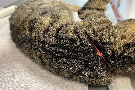 Hätte diese Katze nicht das Glück gehabt, von der aufmerksamen Tierfreundin bemerkt zu werden, wäre ihr Schicksal besiegelt gewesen. 
