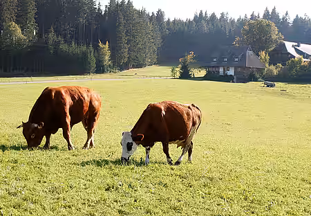 Rinder sind paarhufige Säugetiere und gehören zur Familie der Hornträger (Bovidae).