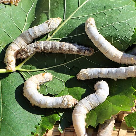 Raupen des Maulbeer-Spinners Bombyx mori.