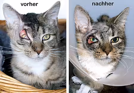Felix vor und nach der OP Felix vor und nach der OP