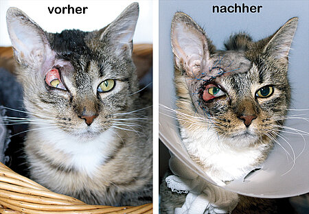Felix vor und nach der OP