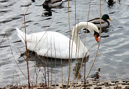 Schwan im Septimer Becken